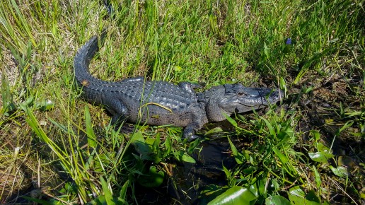 Everglades wildlife, everglades alligators, miami airboat tours, everglades eco tours