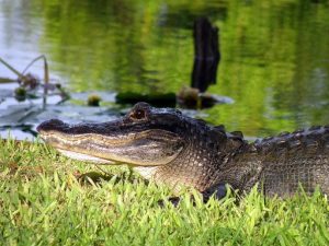 Florida Everglades alligator