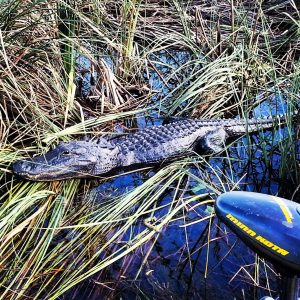 Everglades Alligator hole, Everglades wildlife, Everglades reptiles, airboat eco tours,