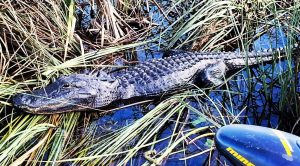 Everglades Alligator hole