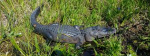 Gator in Everglades, alligator, gator, sawgrass, airboating, airboat