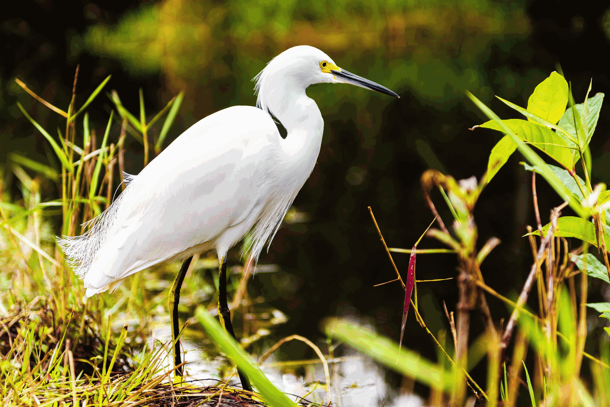 Everglades wading bird