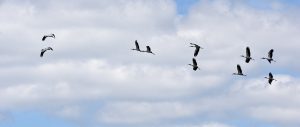 Wood Stork, Everglades Eco Tours