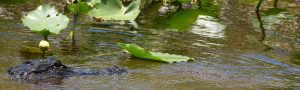 Alligator, Florida Everglades plants
