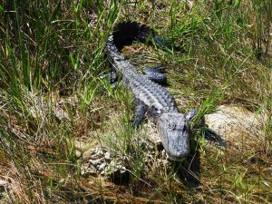 American alligator, Everglades eco tours