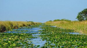 River-of-Grass, Florida-Everglades