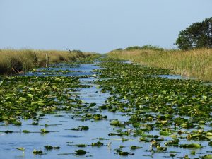 River-of-Grass, Florida-Everglades