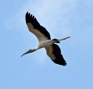 Wood Stork, Everglades wildlife