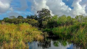 Everglades eco tours, miami airboat tours, florida plants