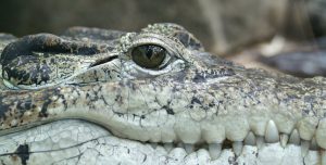 american-alligator-everglades-airboat-tours-crocodile