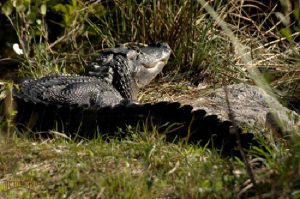 alligator sunbathing, gator photo, gator photography, everglades alligators