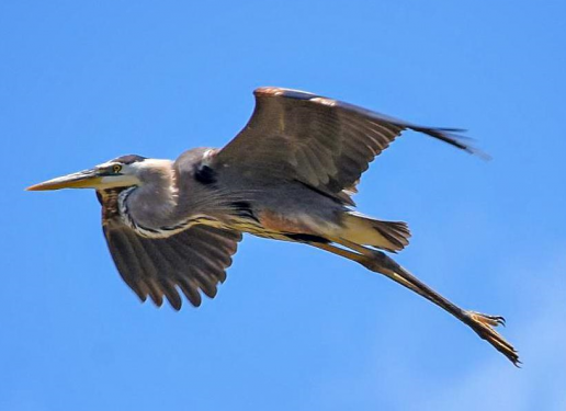 great blue heron, heron, everglades birds, wading birds, miami eco tours,