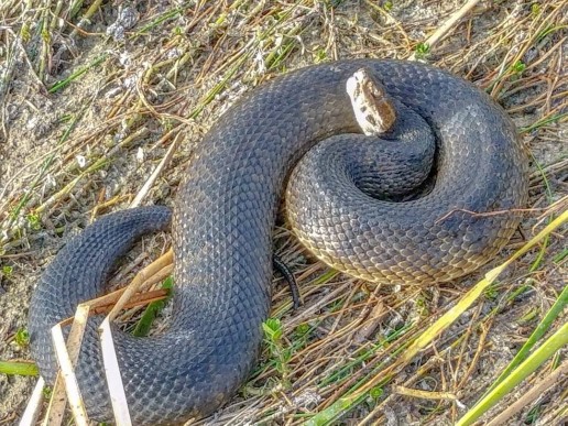 cottonmouth snake, everglades snakes, everglades wildlife, venomous snakes, everglades eco tour