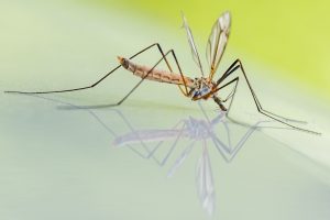 mosquitoes in the everglades, everglades wildlife, airboat eco tour, florida wildlife