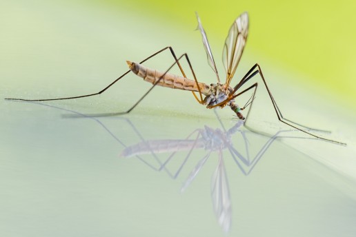 mosquitoes in the everglades, everglades wildlife, airboat eco tour, florida wildlife