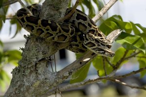 burmese python, everglades snakes, invasive species, everglades eco tour