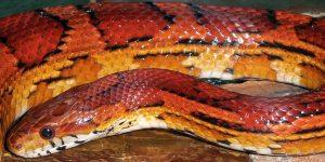 red rat snake, everglades snakes, airboat eco tours, everglades wildlife, everglades reptiles