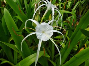everglades, plants, spider lily, everglades eco tour