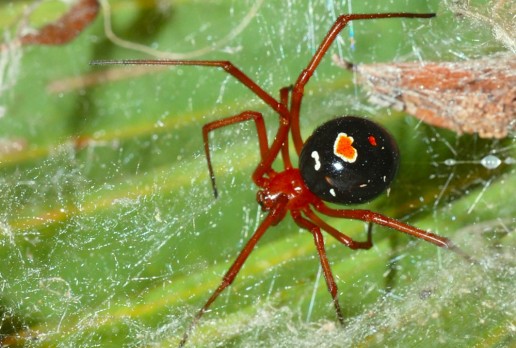 Red Widow, Everglades Spiders, Everglades Wildlife, Everglades Tours