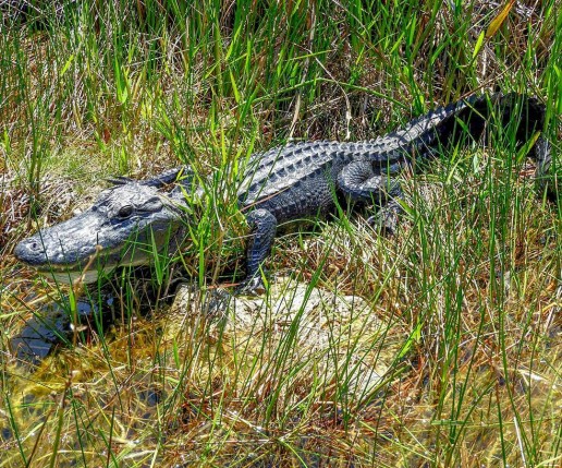 Alligator, sawgrass marsh, everglades tour
