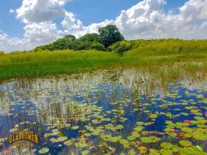 Sawgrass marsh, Gladesmen culture, Everglades tour