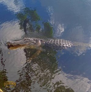 Living with alligators, everglades wildlife, mack's fish camp, everglades airboat tour