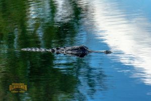 living with alligators, everglades wildlife, private airboat tours, everglades eco tours