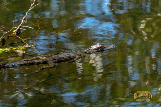 everglades alligator, everglades eco tour, macks fish camp, miami airboat tours, gladesmen culture